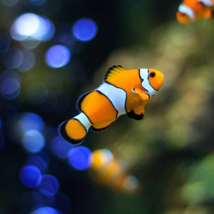 Make Your Fish Tank A Feature Of Your Home