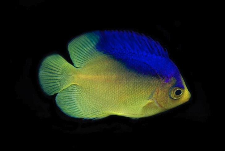 collins-angel-fish