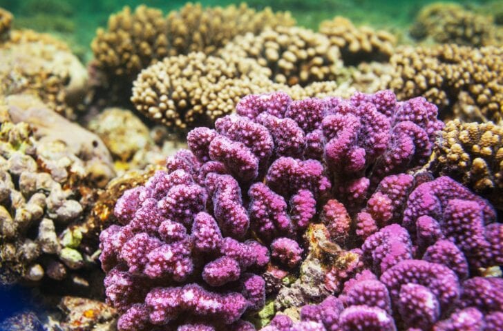 Coral reef