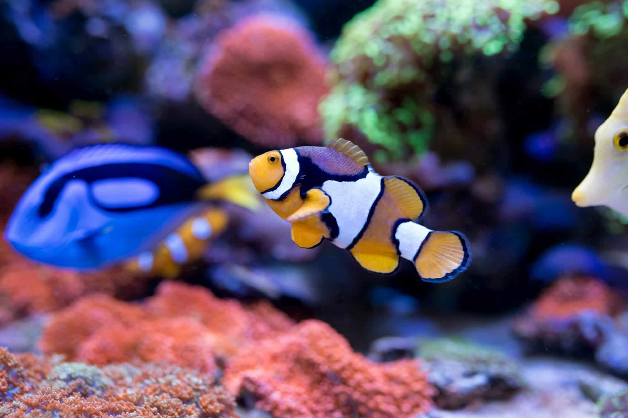 Nemo fish. Amphiprion in Home Coral reef aquarium.